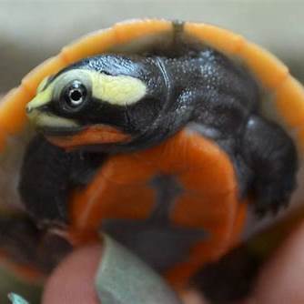 Pink Belly Sideneck Turtle