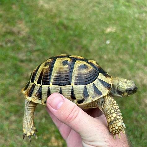 Hermann’s tortoise