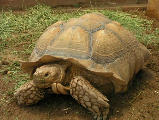 Sulcata Tortoise
