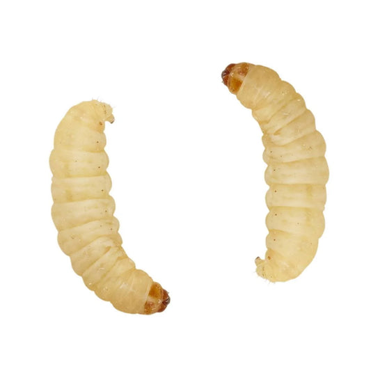 wax-worms