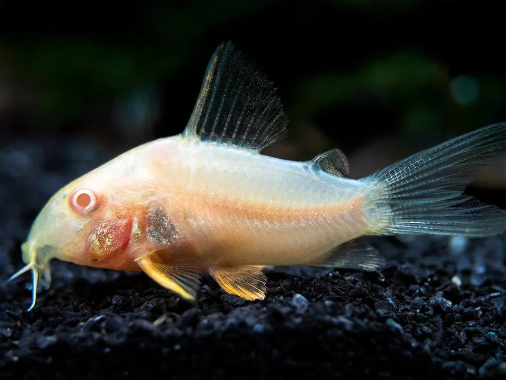 albino-corydorus