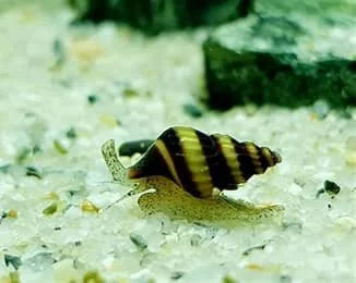 asassin-snail