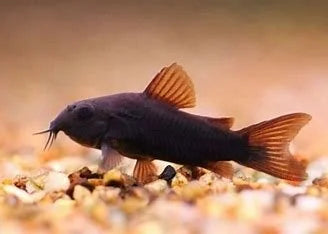 black-venezuelan-corydorus
