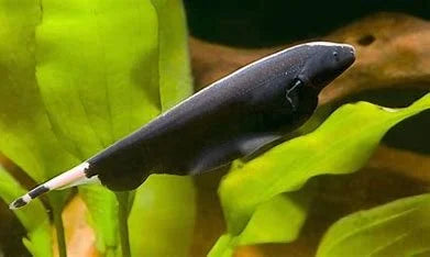 black-ghost-knifefish