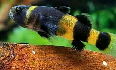 bumblebee-goby
