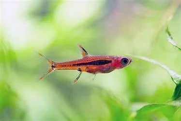chilli-rasbora