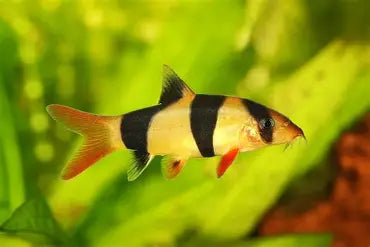clown-loach