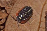 armadillidium-klugii-clown-isopods-10ct