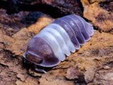 cubaris-panda-king-isopods-x10