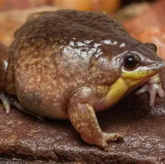 Shovel Nose Frog