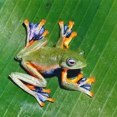 Java Gliding Frog