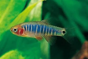 emerald-dwarf-rasbora