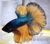 halfmoon-mustard-betta-male