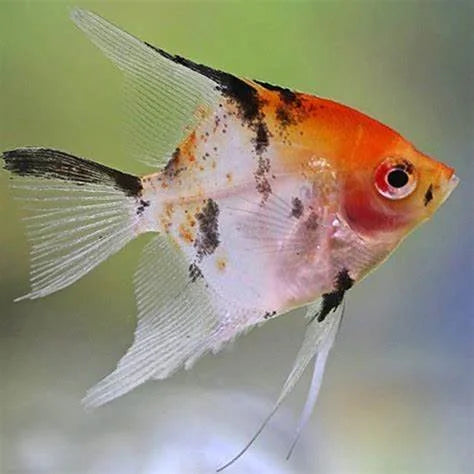 koi-angelfish-l