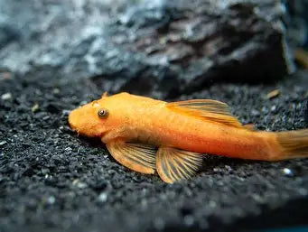 super-red-bristlenose-pleco